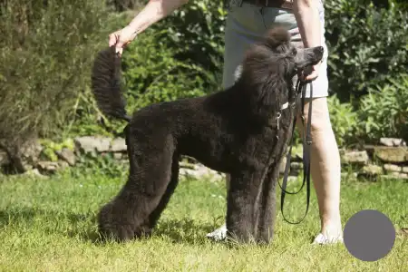 Grosspudel - Hermész