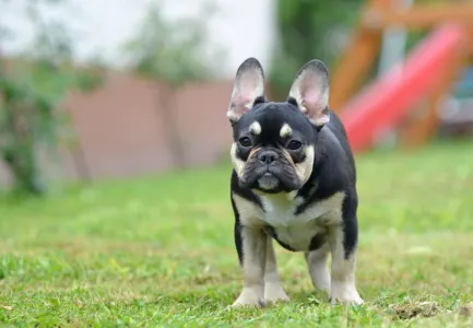 Französische Bulldogge - Fifi