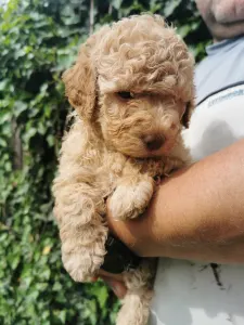 Lagotto Romanjolo - Xino