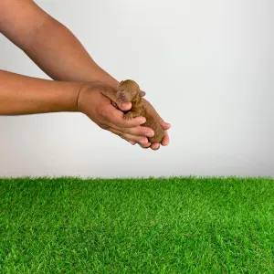 Poodle Toy - Zisco