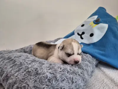 Sibiřský husky - Ash Muffin