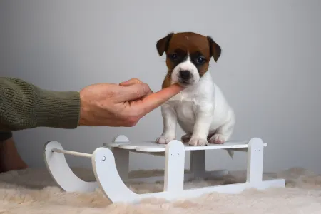 Jack Russell Terrier - Gold Leash Ursa