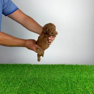 Caniche Nain - Tami