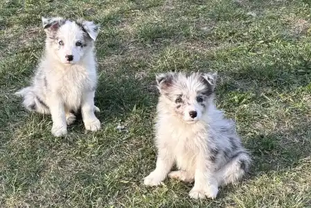 Border Collie - Ginny