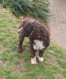 Lagotto Romagnolo - Aky