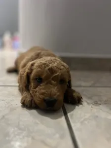 Goldendoodle - Goldendoodle Max