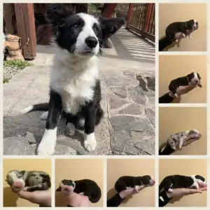 Border Collie - Goofy