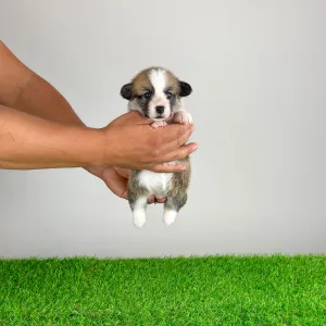 Welsh Corgi Pembroke - Babbit