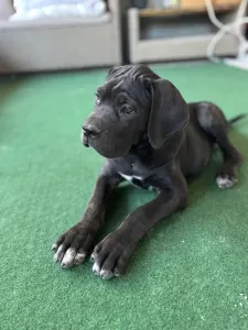 Chien de cour italien - Briana
