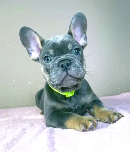 Bulldog francez - Brad