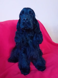 Angol Cocker spániel - Xenobia 