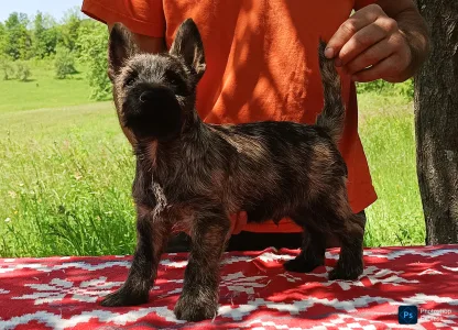 Cairn Terrier - Giles