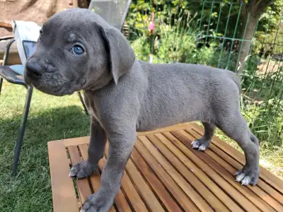 Cane Corso - Billie Ben