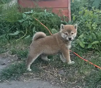 Shiba - Scamp Crowd Fantana