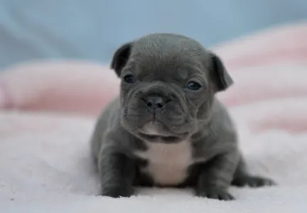 Bulldog francez - Milady