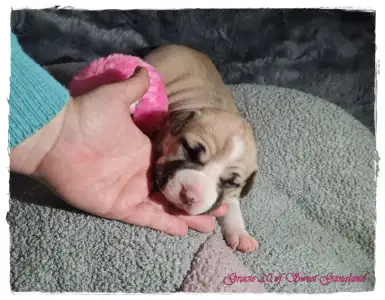 American Staffordshire Terrier - Grace Of Sweet Gangland