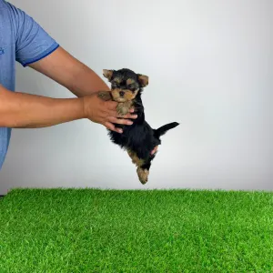 Yorkshire Terrier - Axa
