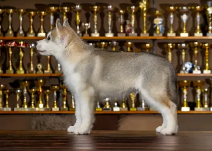 Szibériai husky - Saint Michael Island Intelligence What Is That 