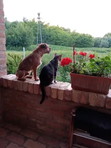 Border Terrier - Cicaűző-Apród