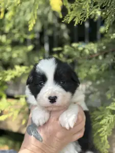 Border Collie - Beverly