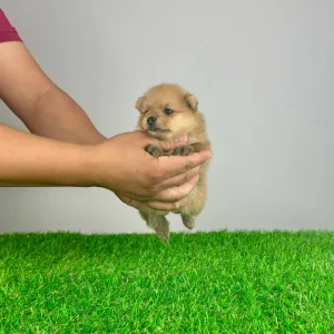 German Pomeranian Spitz - Zora