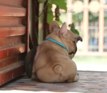 French Bulldog - Ben
