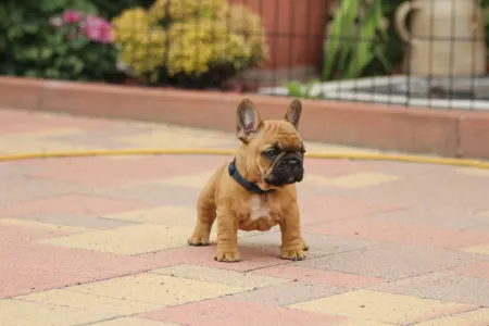 Francia bulldog - Usagi
