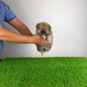 Померанский шпиц - Onita