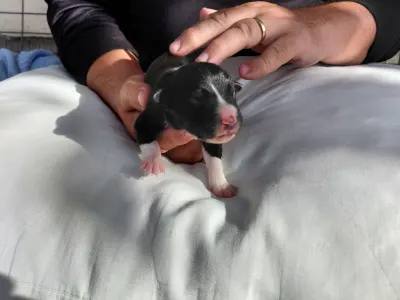 Border collie - Talisman