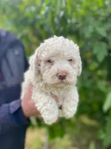Romagna Water Dog - Aida
