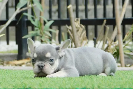 Bulldog francese - Loki