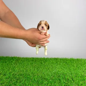 Cavalier King Charles Spaniel - Effi