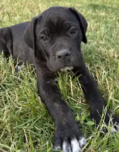 Cane Corso Italiano - Bonnie