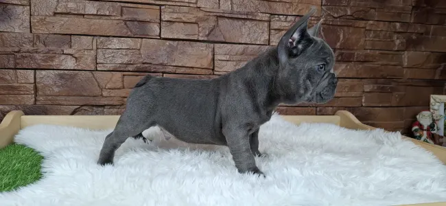 French Bulldog - Victor 
