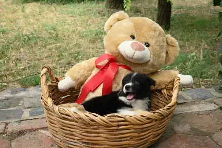 Border Collie - Dazzling Borders Braveheart