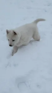Siberian Husky - Ametiszt Of Polar Moonlights