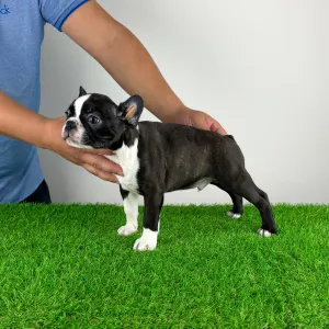 Boston Terrier - Chris