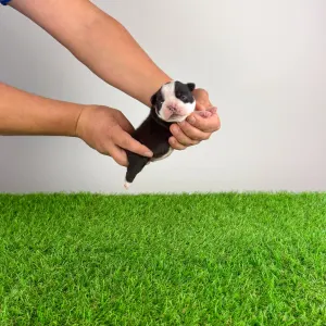 Boston Terrier - Frank