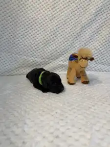 Portugalský vodní pes - Brandon