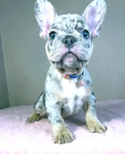 Buldog francuski - Gino