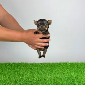 Yorkshire Terrier - Yasko