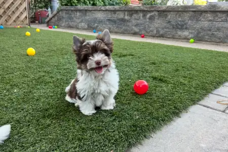 Biewer Terrier - Oreo 