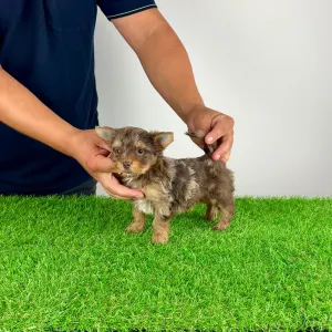 Yorkshire terrier - Chippy