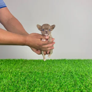 Chihuahua - Joky