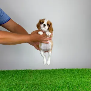 Cavalier King Charles Spaniel - Penta