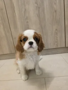 Kavalír King Charles španěl - Edward