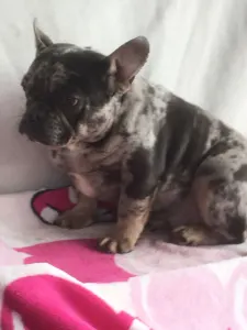 French Bulldog - Merlin