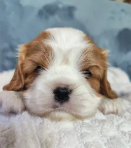 Cavalier King Charles Spaniel - Mandy