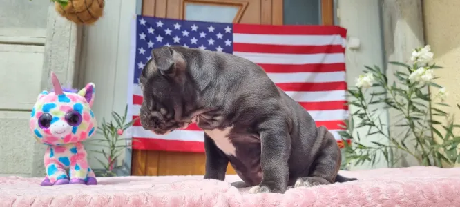 American Bully - Pocket - Oreo