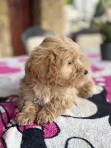 Maltipoo - Teddy